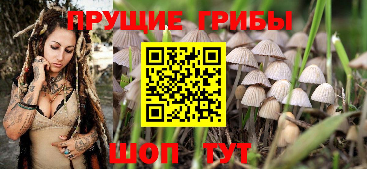 Псилоцибиновые грибы GOLDEN TEACHER Абакан